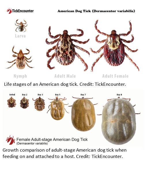 are ticks common in dogs