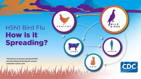 Image of how avian influenza spreads