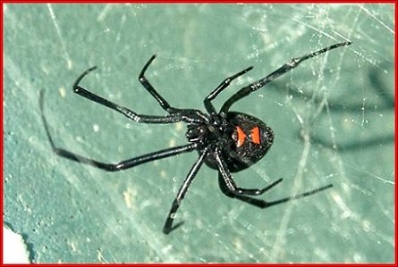 Spiders: Brown Recluse and Black Widow  Mississippi State University  Extension Service