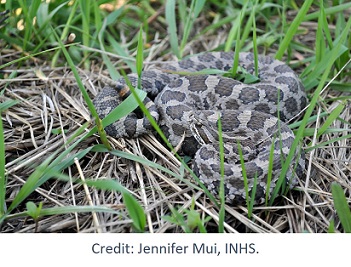 Types of Venomous Snakes, NIOSH