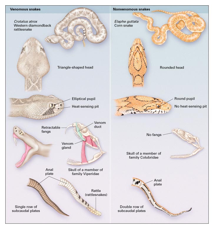 Types of Venomous Snakes, NIOSH